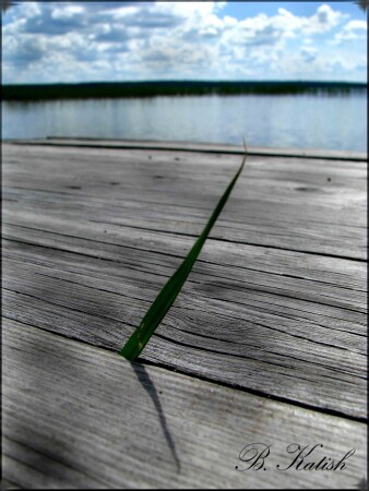 дрожащий на ветру