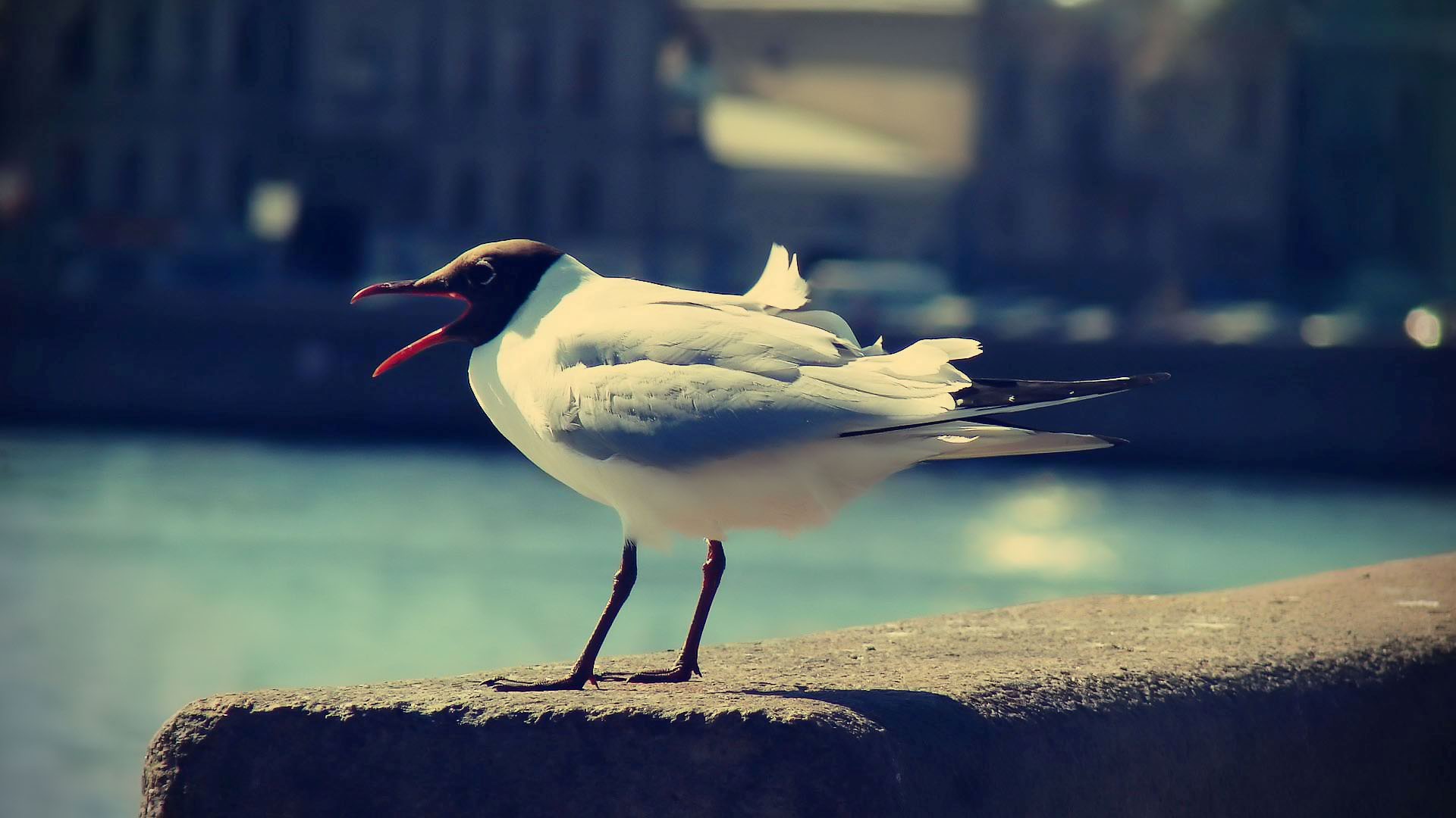 Во всё воронье горло