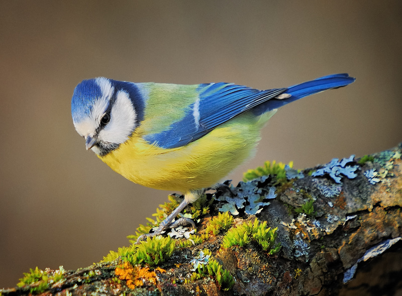 Parus caeruleus