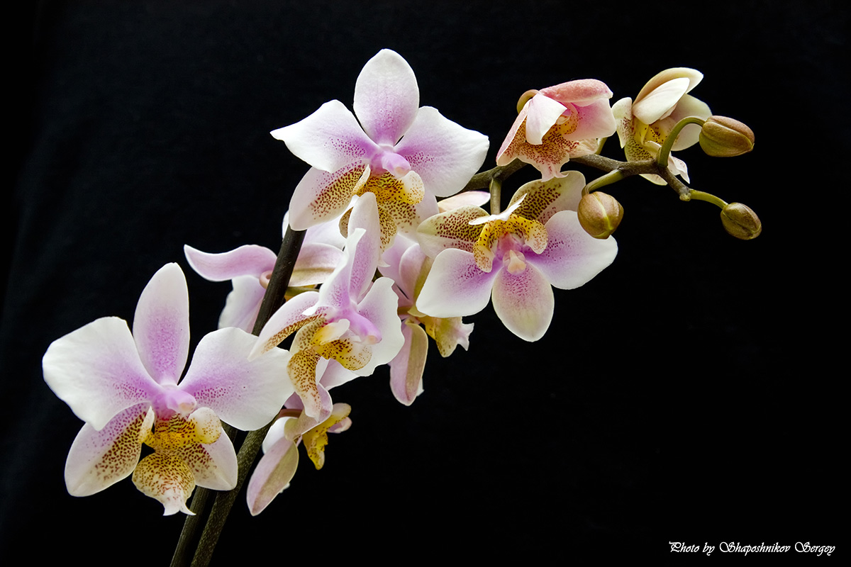 Phalaenopsis Philadelphia