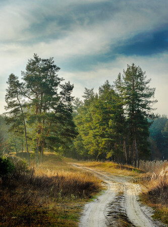 Утро в сосновом лесу