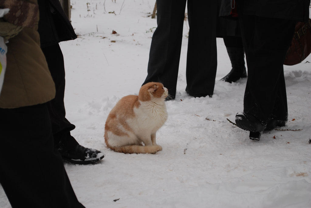 попался