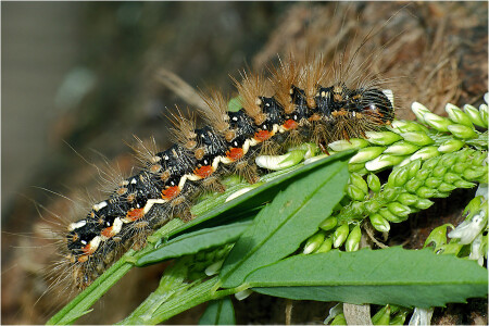 Стрельчатка щавелевая