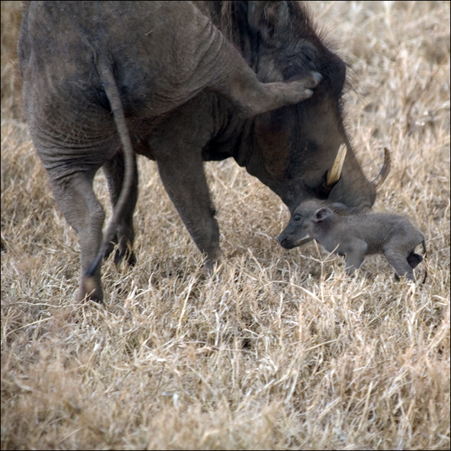 Phacochoerus africanus