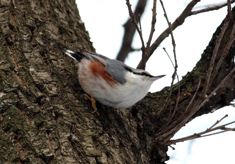 Обыкновенный поползень (Sitta europaea)