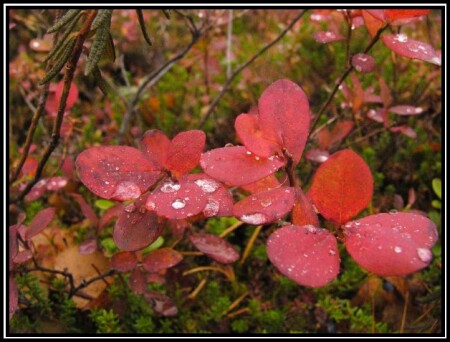 осенняя брусника