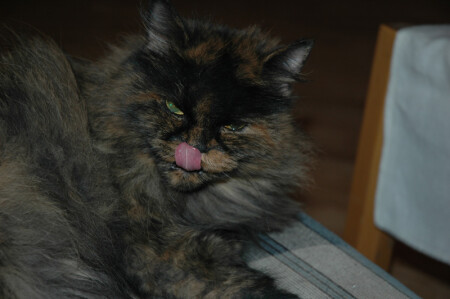 &amp;quot;надоели...&amp;quot;