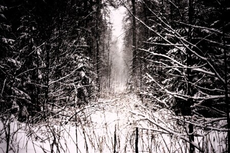 ночная снежная тропинка