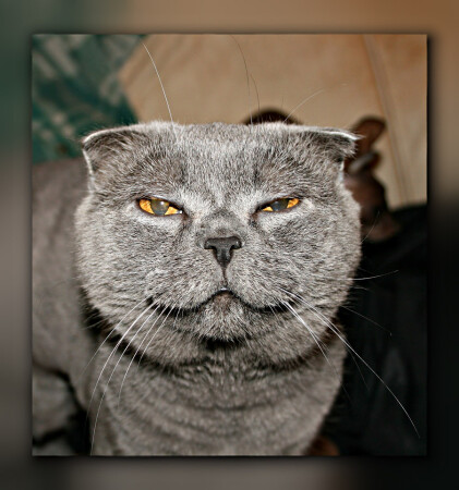 "Чеширский" кот - кРысь