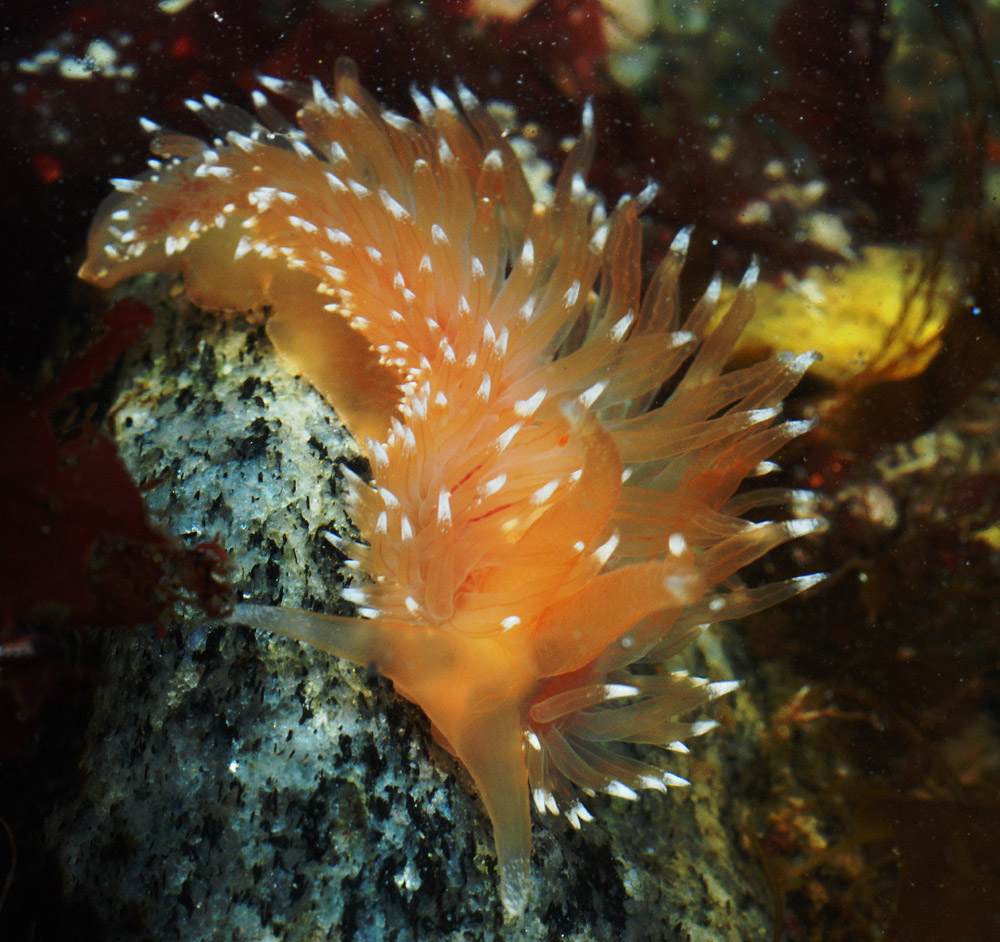 Coryphella polaris