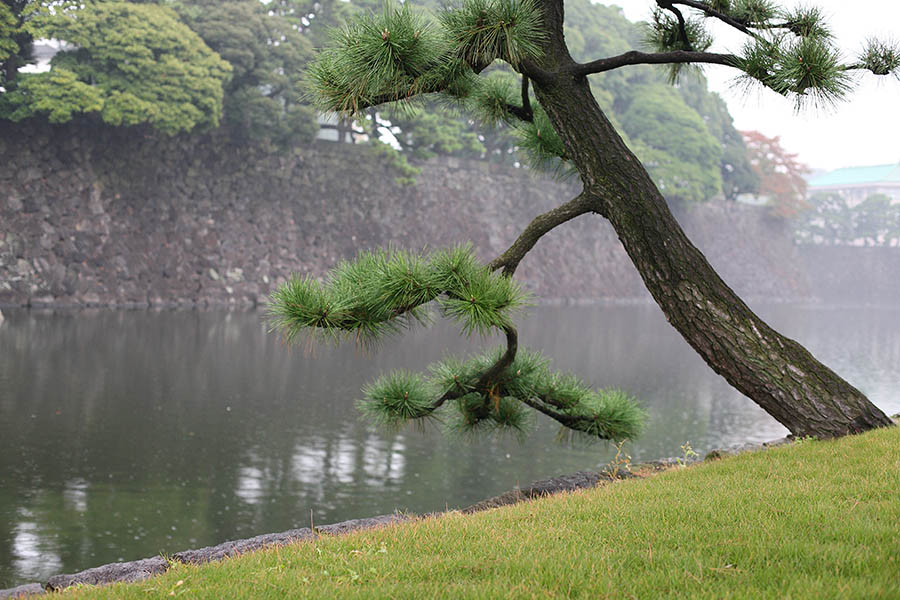 Japanese tree