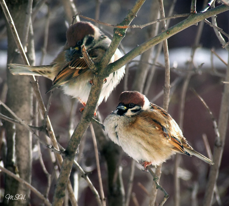 simple birds