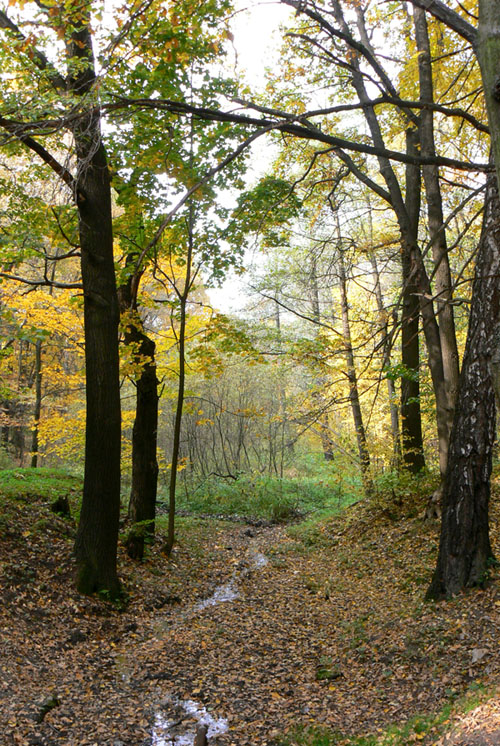 Осенний лес