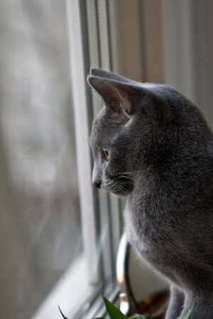 кошкина душа