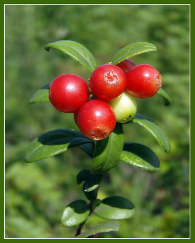 Cowberry