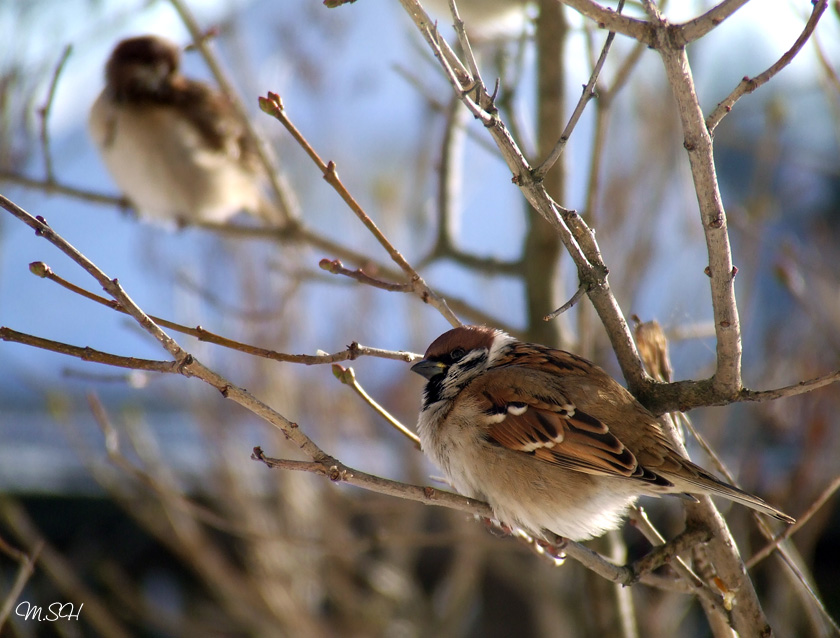 passer montanus