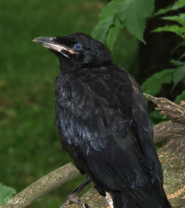 corvus corax