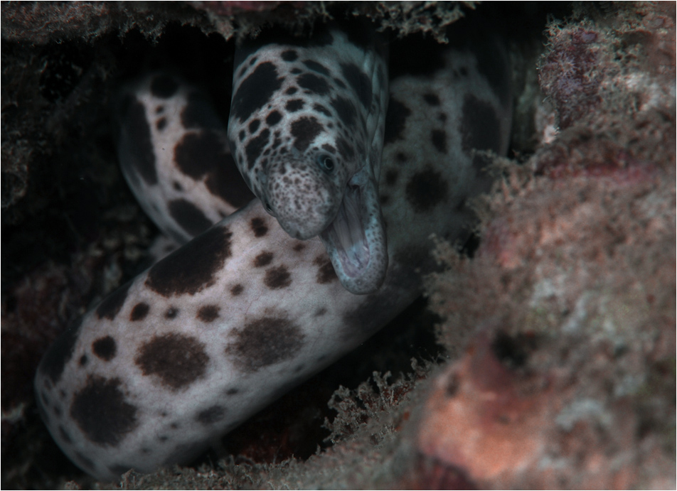 tiger snake moray