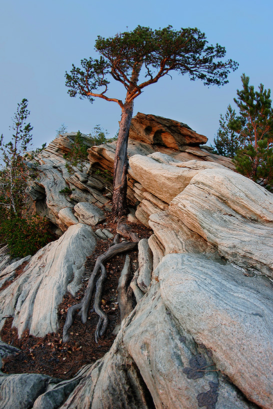 Карагай (цвет.)