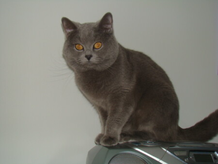 мой кот &amp;quot;Виски&amp;quot;