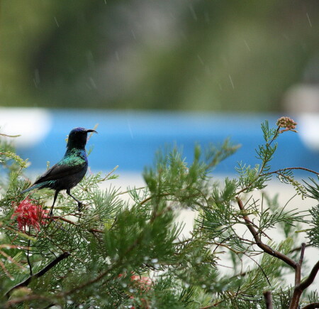 дождь калибри