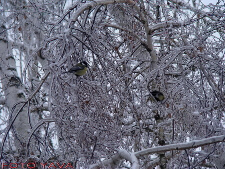 СИНИЧКИ ПРИЛЕТЕЛИ