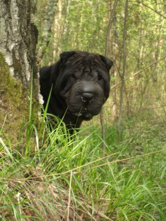 Мишка лесной