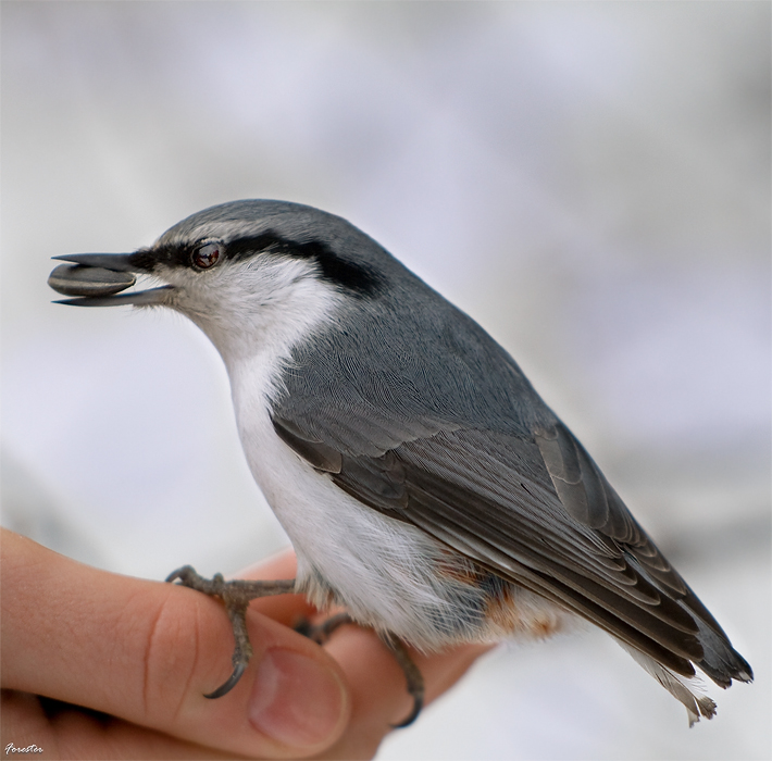 Поползень (Sitta europaea)