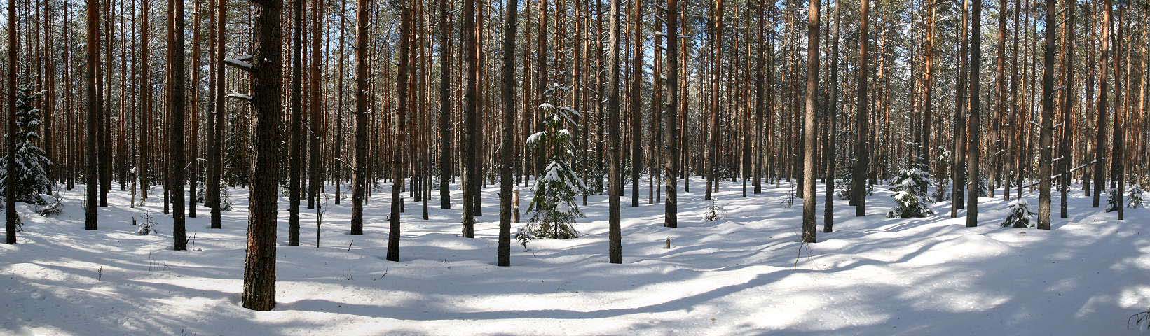 Солнечное, сосновое, снежное!!!