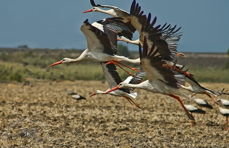 Белый аист (Ciconia ciconia)