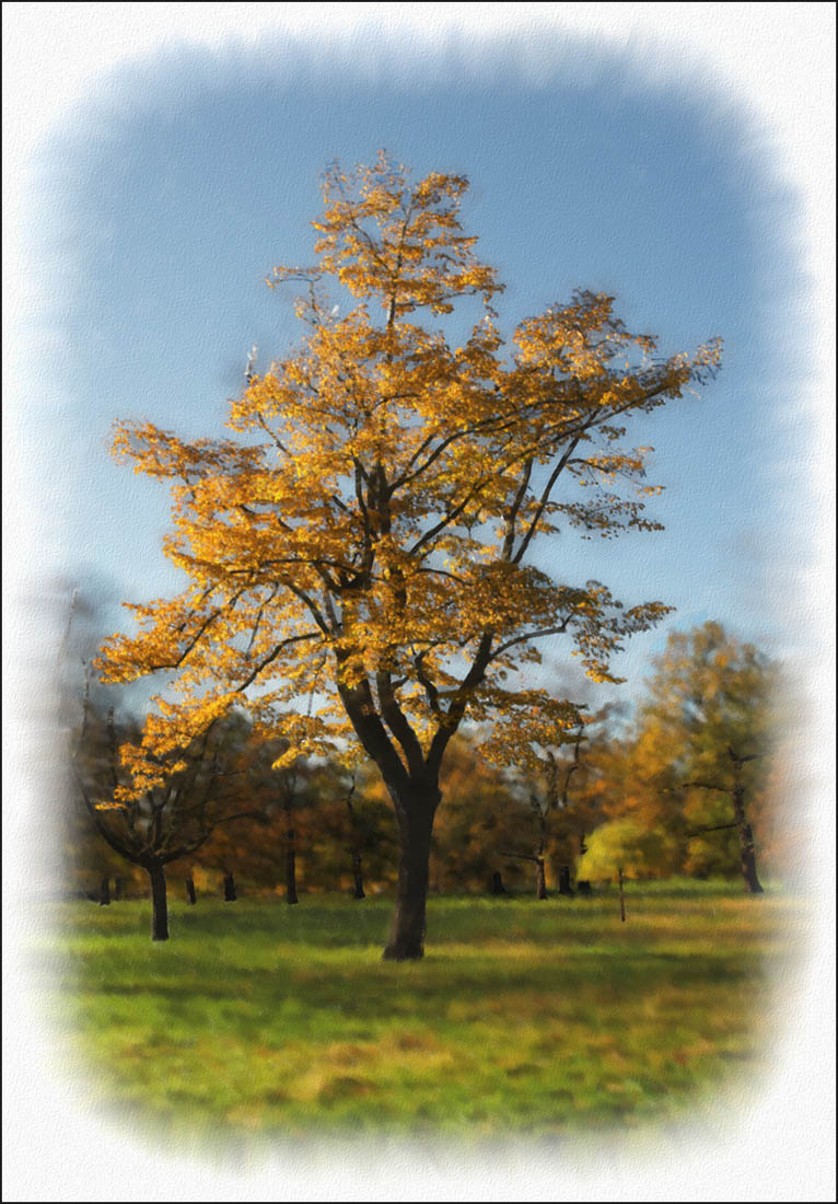 tree in the park