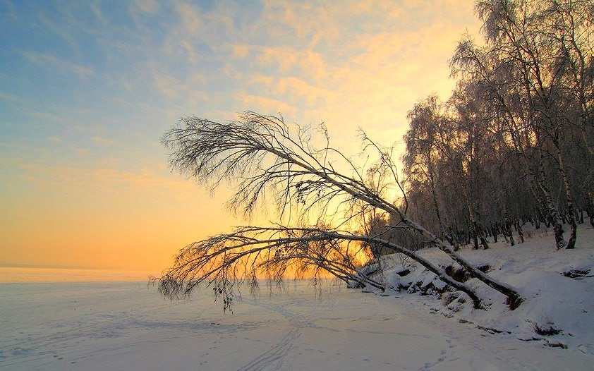 Березы,На берегу