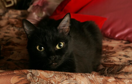 Кошачий гламур 