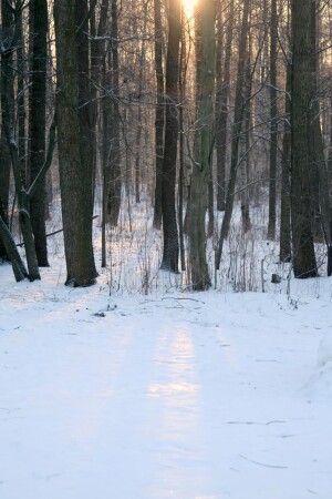 Зимний огонь