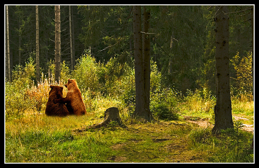  В лесу.