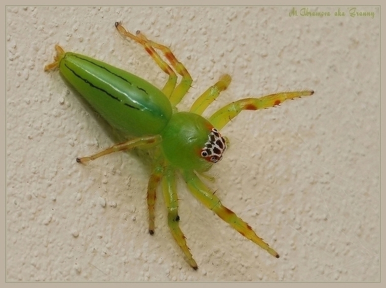 Green jumping spider.