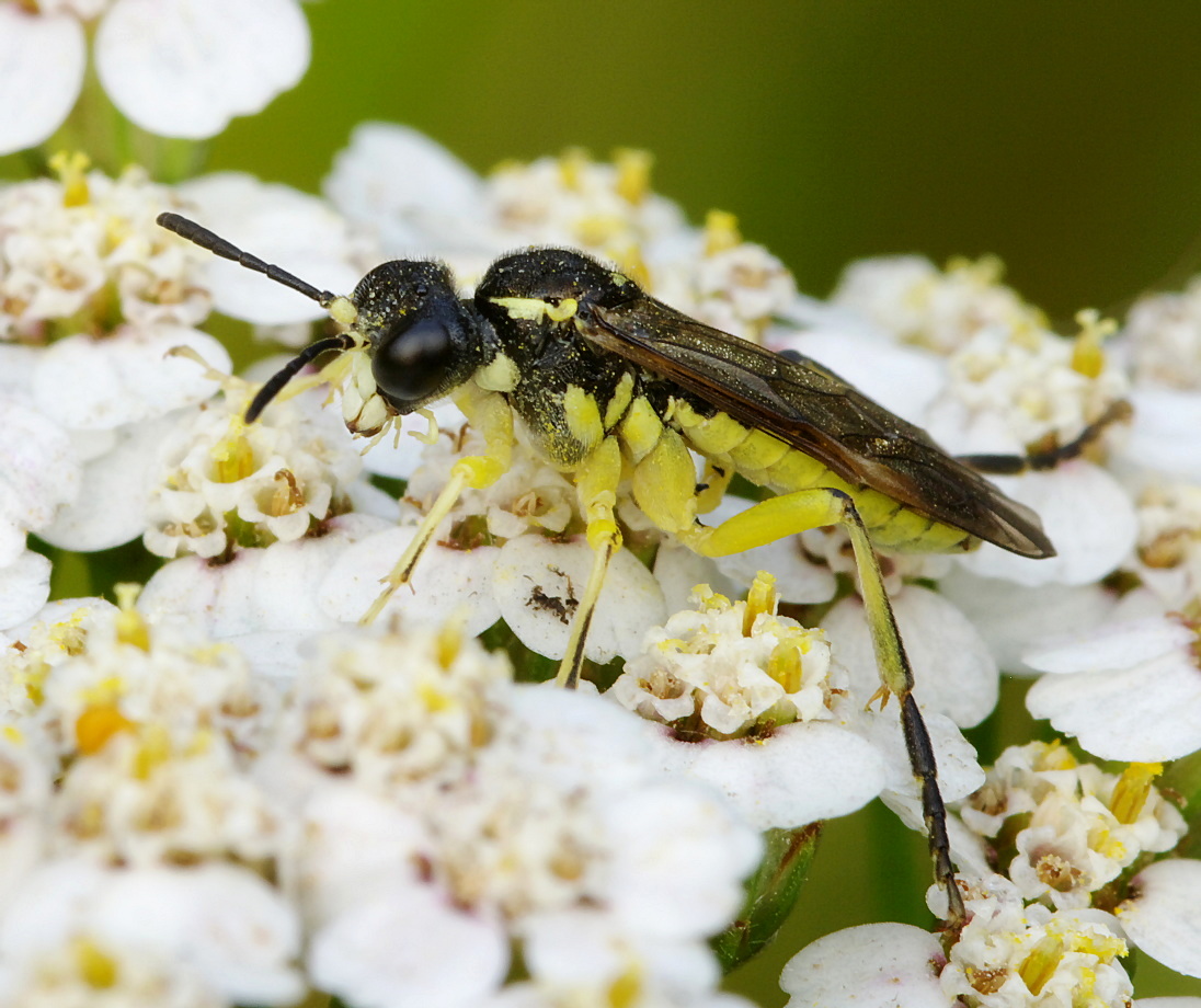 Пилильщик Tenthredo arcuata