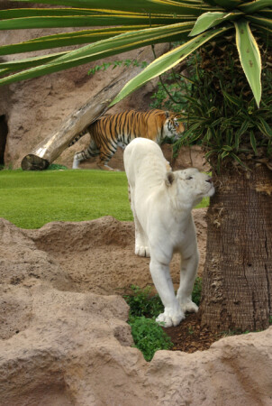 Своя территория