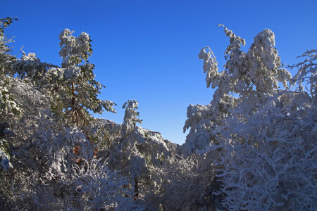 С Рождеством!