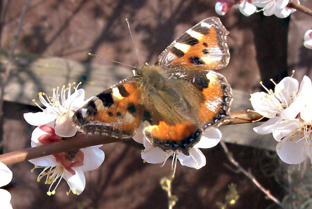 просто бабочка