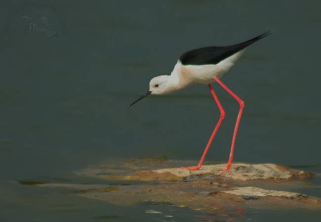 Himantopus himantopus