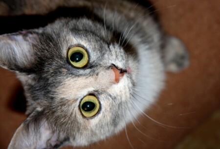 Усатый взгляд