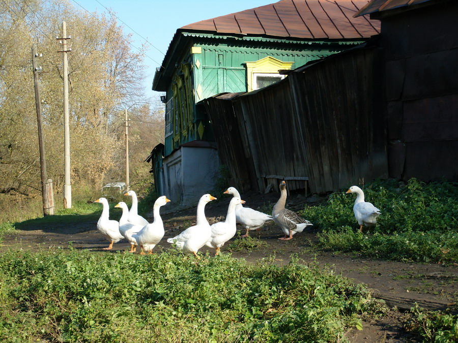 гуси