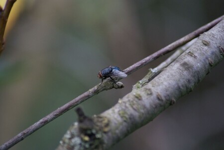 Муха не инвалид , просто умывается
