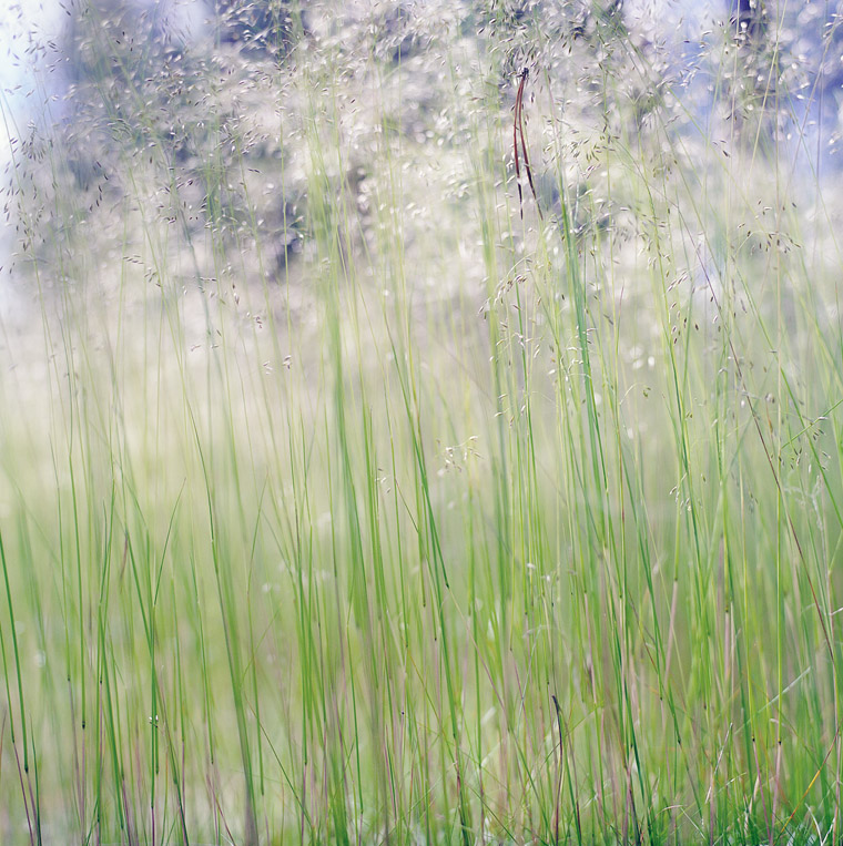 forest grass in soft mood