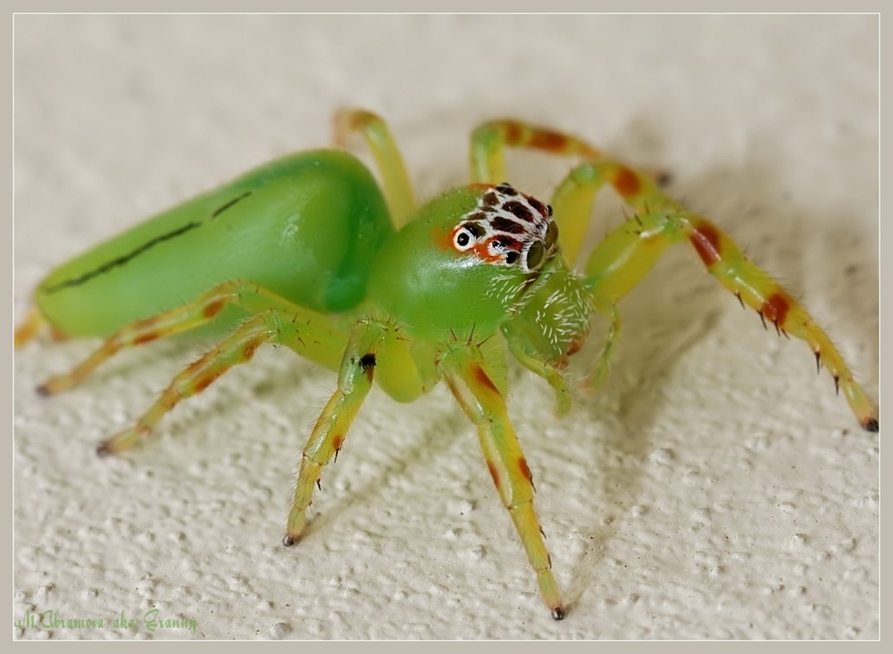 Green jumping spider - 2.