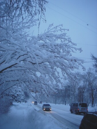 Новогодняя метель (Природа Сахалина)