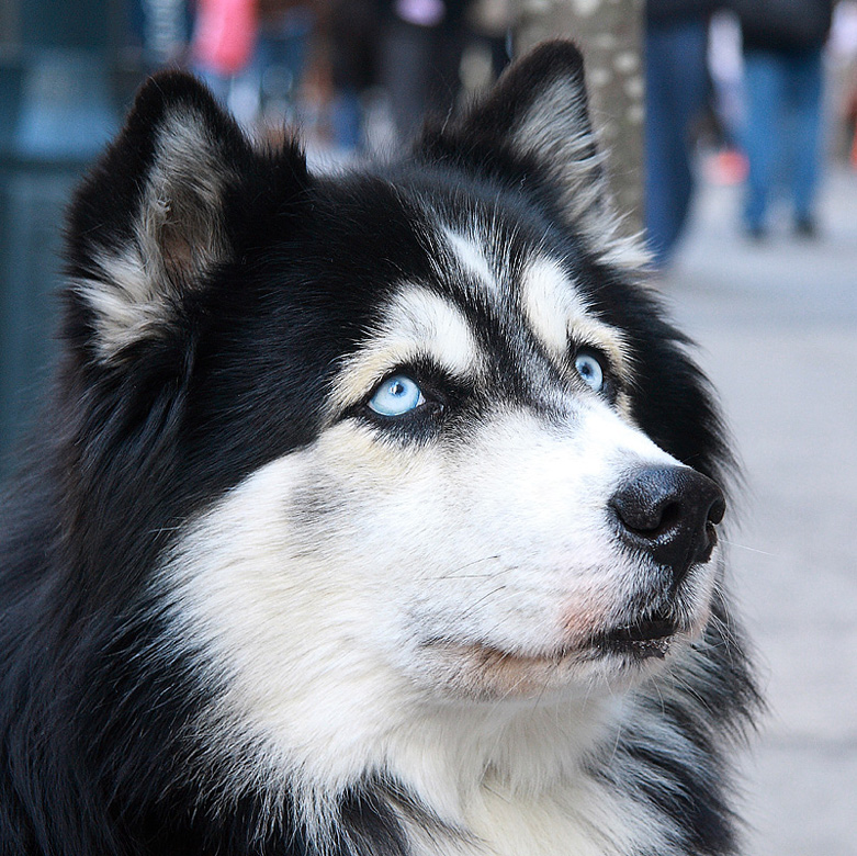 HUSKY DOG