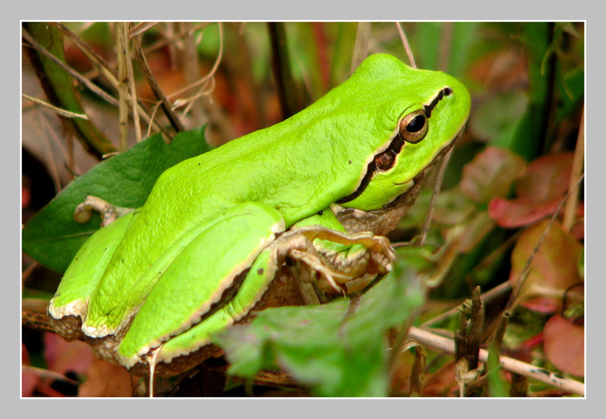 Bufo viridis