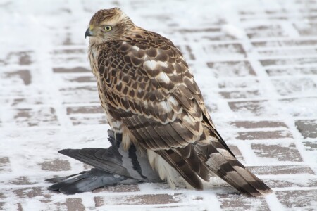 Турист и его завтрак